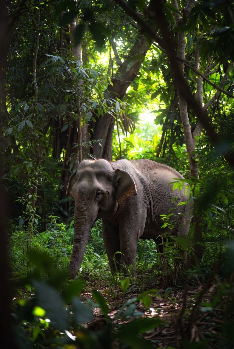 Nawadih mein Haathiyon ka Badhata Aatank, जंगल, खेत और जान-माल खतरे में नवाडीह (2026)